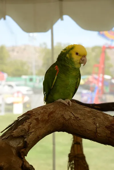 DSC_2311 (Large).JPG